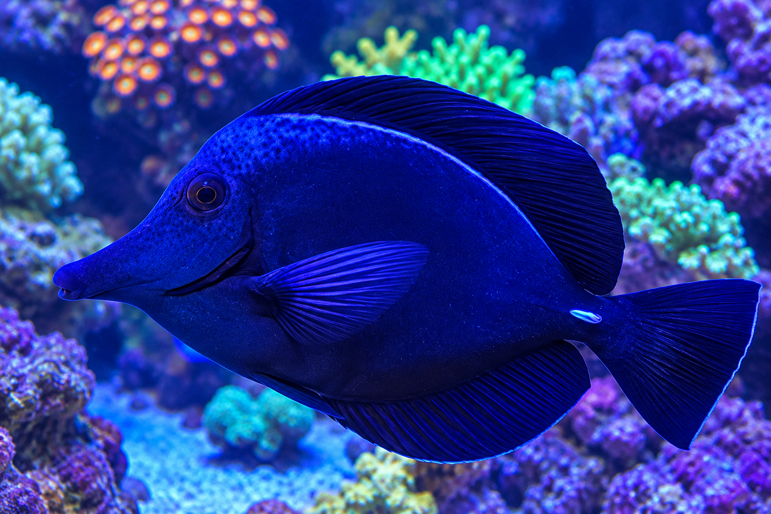 Large dark-colored marine fish swimming in a reef aquarium